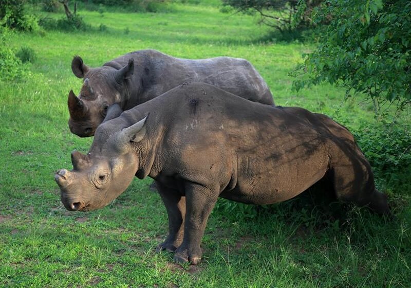 Return of the Eastern Black Rhinos