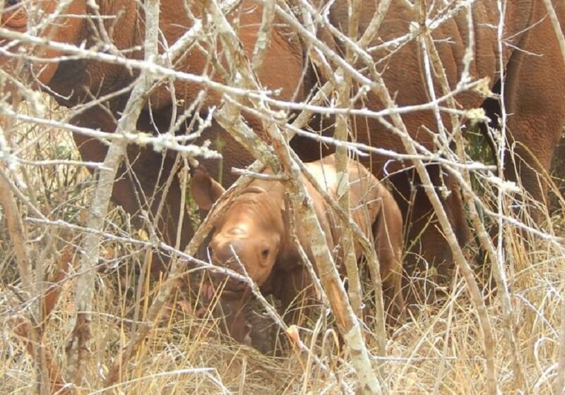 The first wild rhino calf