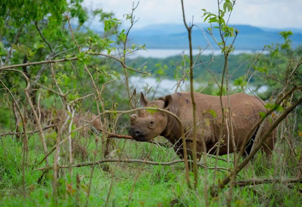 How many Rhinos are there in Akagera