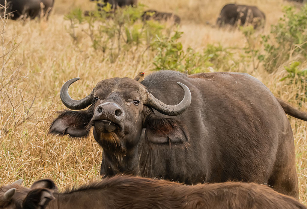 Main activities in Akagera