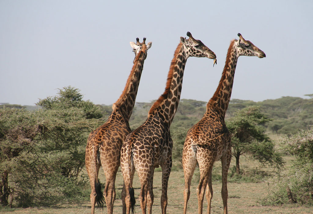 giraffes that are found in akagera