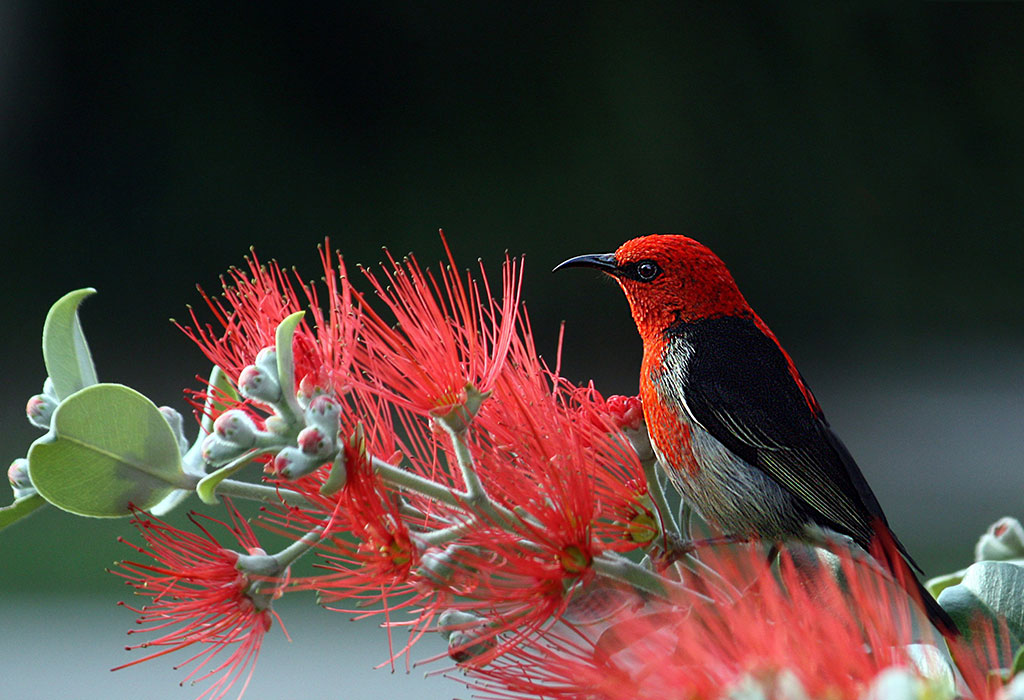Bird checklist in Akagera