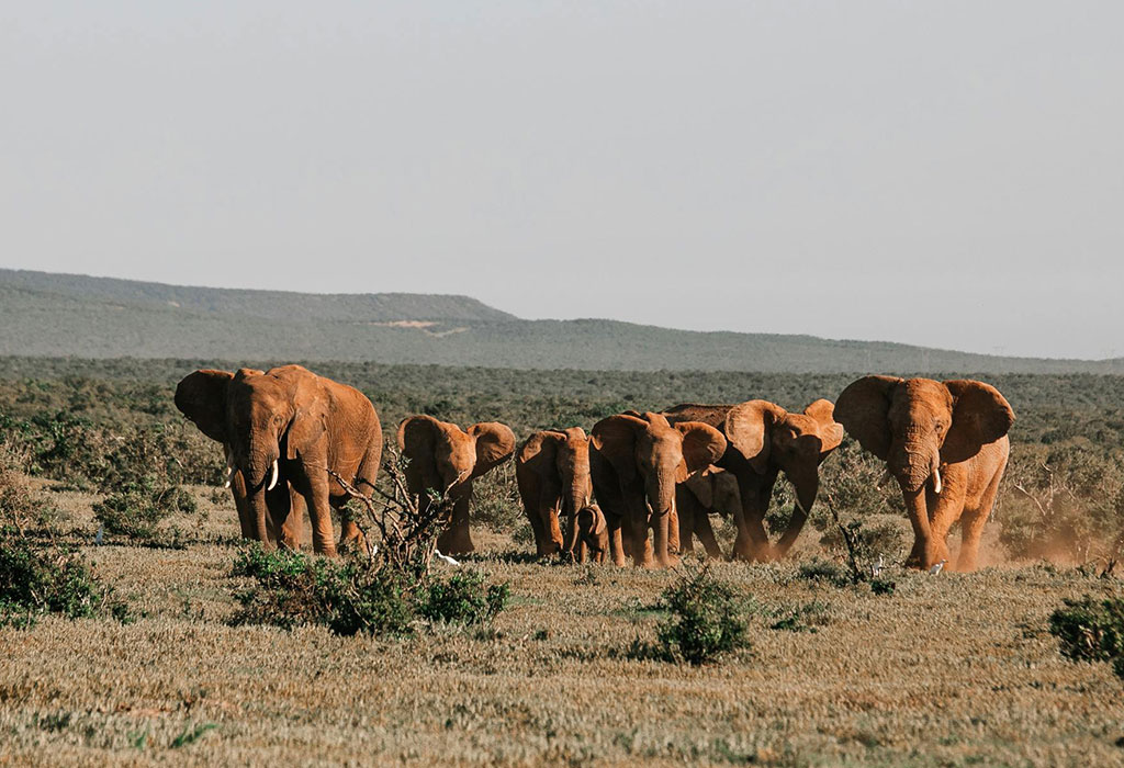 Where to find elephants in Akagera